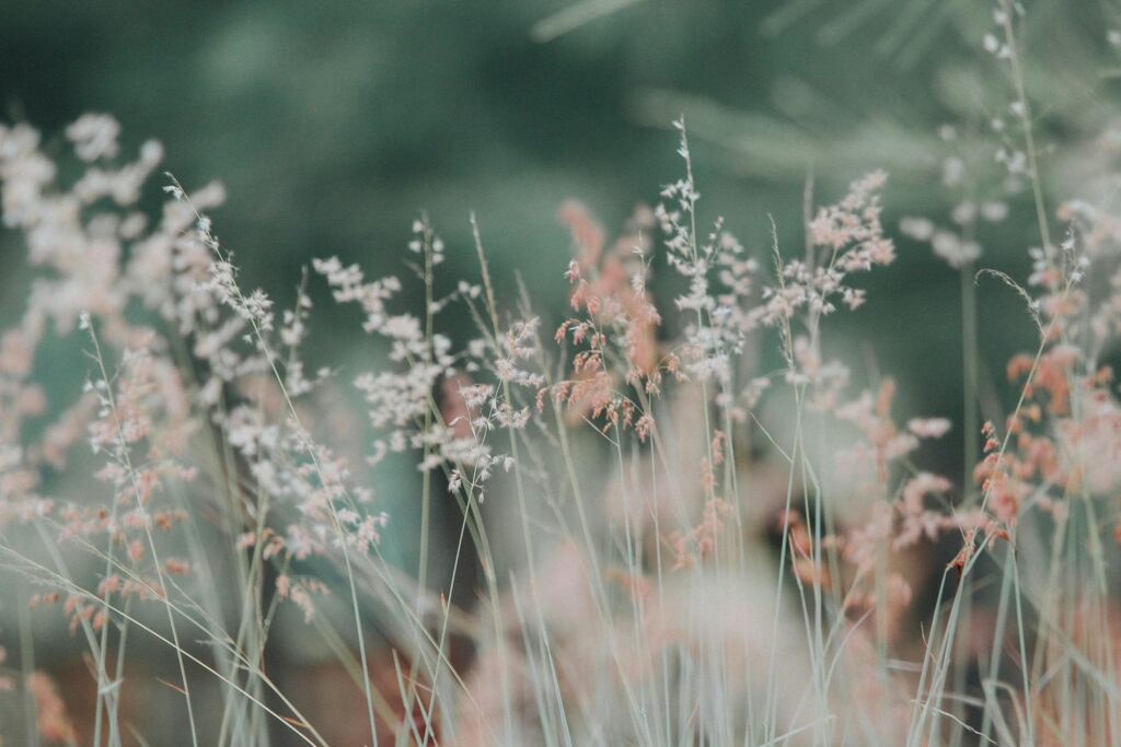 pexels photo 268261 268261 A tranquil meadow featuring delicate grasses in soft, dreamy focus, perfect for nature-themed backgrounds.